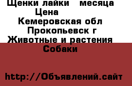 Щенки лайки 2 месяца › Цена ­ 5 000 - Кемеровская обл., Прокопьевск г. Животные и растения » Собаки   